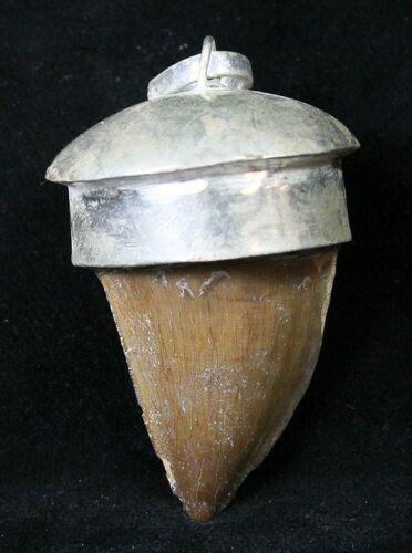 Authentic Fossil Mosasaur Tooth Pendant #18939